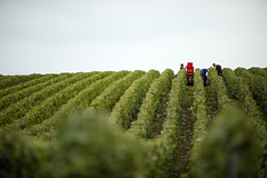 Производство вина во Франции оказалось под угрозой из-за аномальной жары